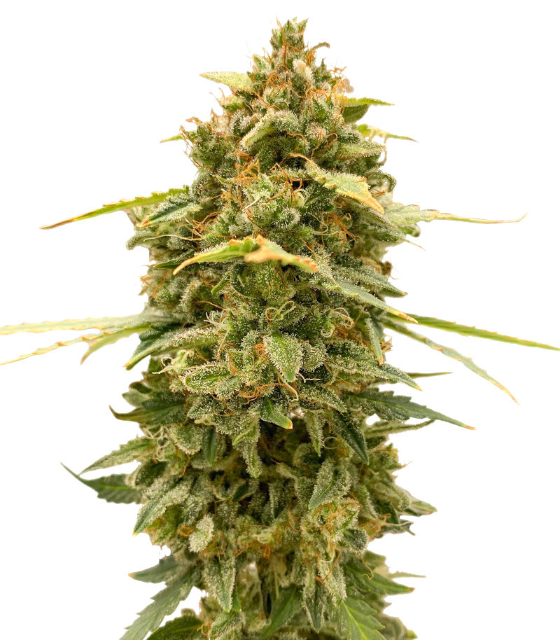 Сорт Original Auto Skunk fem (FastBuds) Сорт Original Auto Skunk fem (FastBuds)