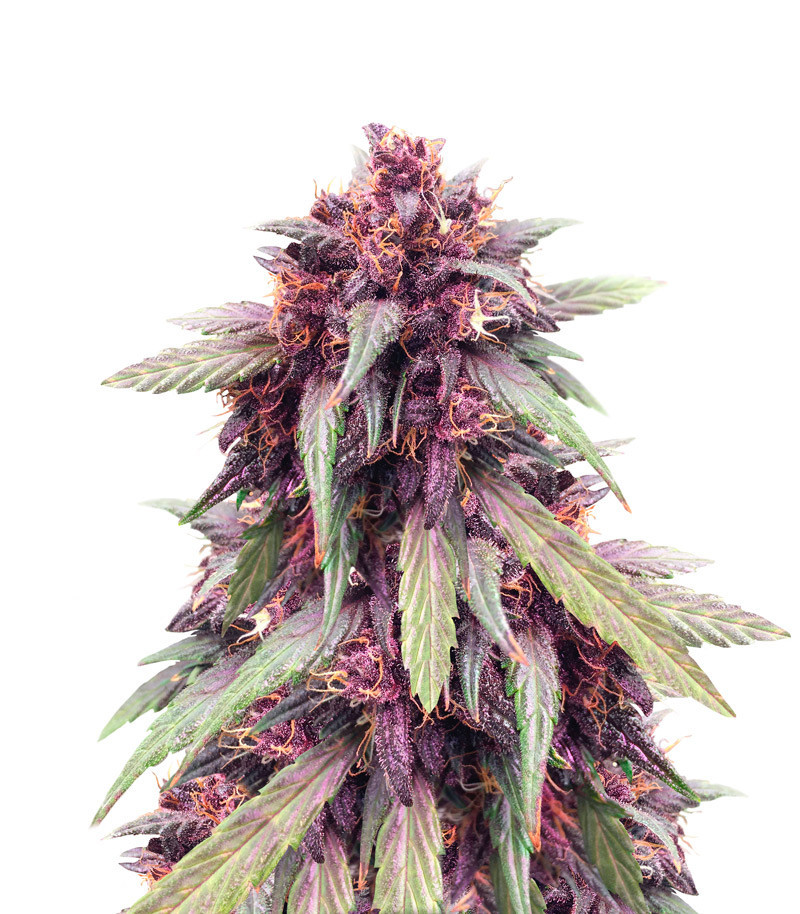 Сорт Purple Juice Auto fem (Herbies Seeds) Сорт Purple Juice Auto fem (Herbies Seeds)