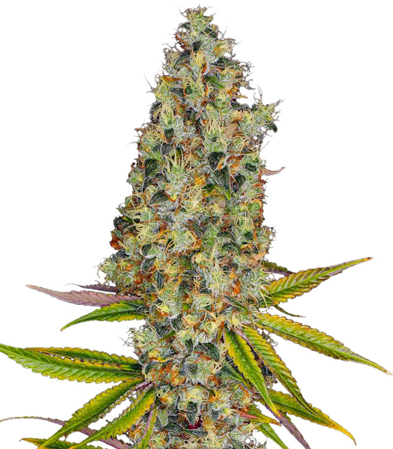 Сорт Rainbow Road fem (Paradise Seeds) Сорт Rainbow Road fem (Paradise Seeds)