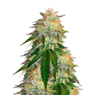 Сорт Runtz Punch fem (Herbies Seeds) Сорт Runtz Punch fem (Herbies Seeds)
