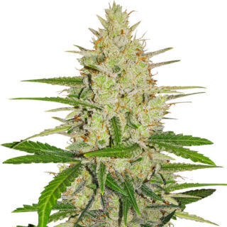 Сорт Rainbow Road fem (Paradise Seeds) Сорт Rainbow Road fem (Paradise Seeds)