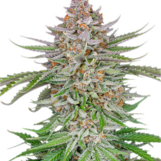 Сорт Strawberry Pie Auto fem (FastBuds)