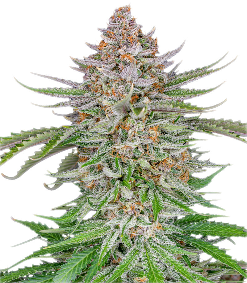 Сорт Strawberry Pie Auto fem (FastBuds) Сорт Strawberry Pie Auto fem (FastBuds)