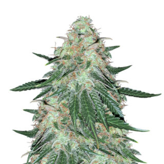 Сорт Sweet ZZ fem (Sweet Zkittlez) (RQS) Сорт Sweet ZZ fem (Sweet Zkittlez) (RQS)