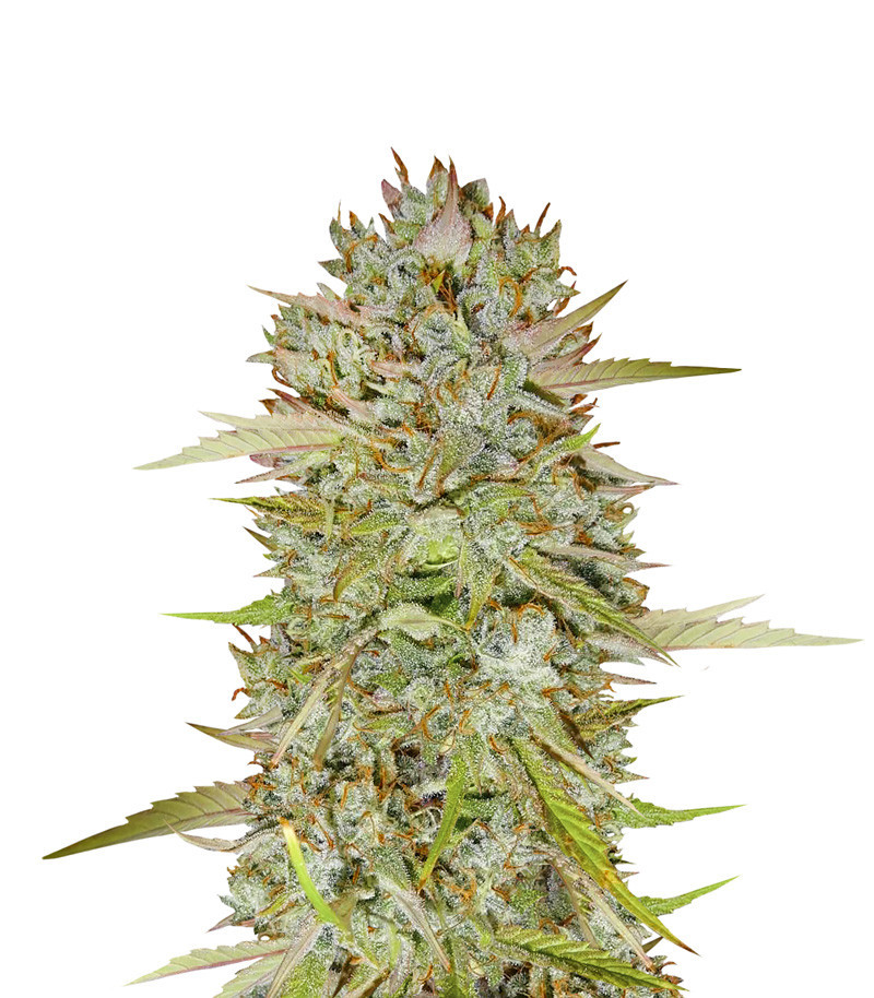 Сорт Wedding Cake Auto fem (Barney's Farm) Сорт Wedding Cake Auto fem (Barney's Farm)
