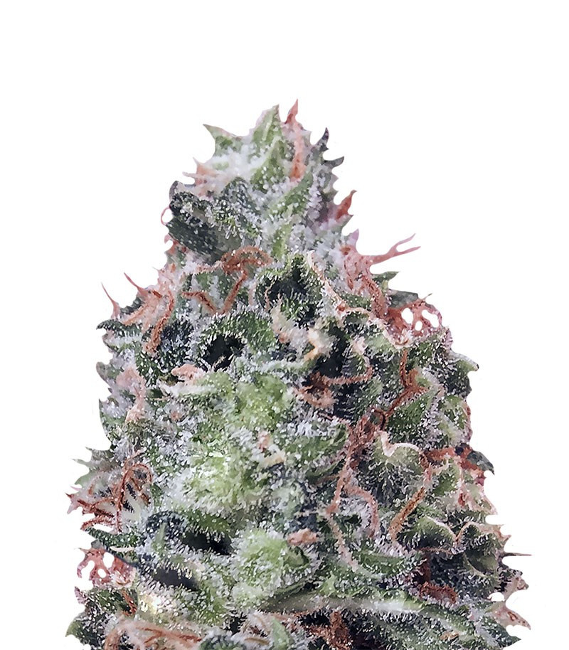 Сорт Waist Deep Auto fem (Heavyweight Seeds) Сорт Waist Deep Auto fem (Heavyweight Seeds)