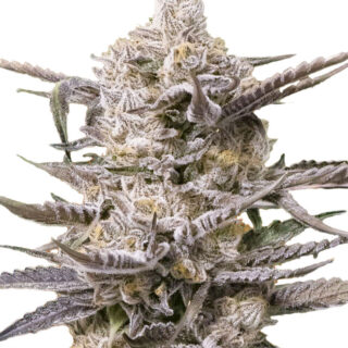 Сорт Watermelon OG fem (Advanced Seeds)