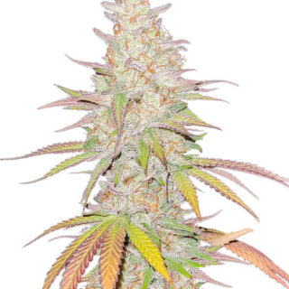 Сорт Afghan Kush (Семяныч)