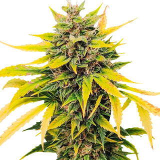 Сорт Auto Ak (AK 47 Auto) Сорт Auto Ak (AK 47 Auto)