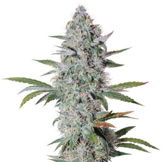 Сорт Bruce Banner Auto fem (Cali Buds Seeds) Сорт Bruce Banner Auto fem (Cali Buds Seeds)