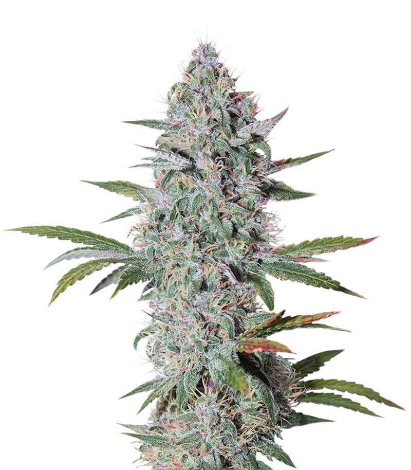 Сорт Bruce Banner Auto fem (Cali Buds Seeds) Сорт Bruce Banner Auto fem (Cali Buds Seeds)