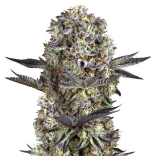 Сорт Dutch Dragon fem (Paradise Seeds)