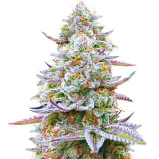 Сорт Gorilla Zkittlez (Barney's Farm)