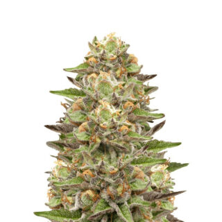 Сорт Green Gelato fem (Royal Queen Seeds)