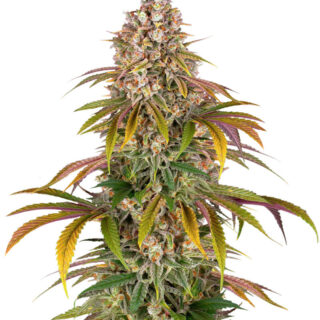 Сорт Lemon Tree fem (Barney's Farm)