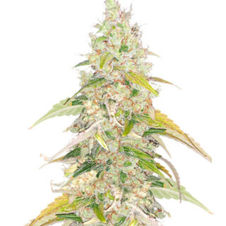Сорт Original Jack Herer Auto fem (FastBuds)