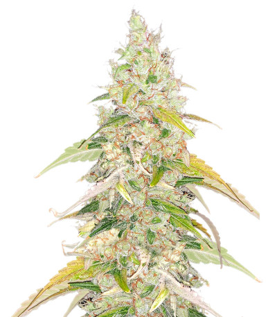 Сорт Original Jack Herer Auto fem (FastBuds) Сорт Original Jack Herer Auto fem (FastBuds)