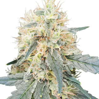 Сорт Stromboli Auto fem (Paradise Seeds)