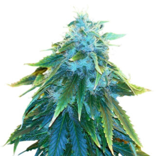 Сорт AK 48 fem (Nirvana Seeds)