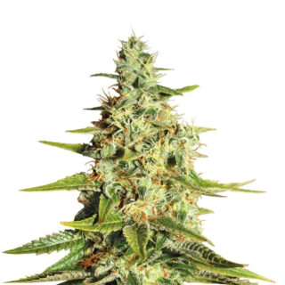 Сорт Acapulco Gold fem (Barney's Farm)