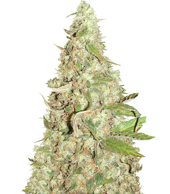Сорт Afghan Cow fem (Dr. Krippling Seeds) Сорт Afghan Cow fem (Dr. Krippling Seeds)