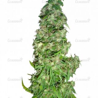 Сорт Rainbow Road fem (Paradise Seeds)