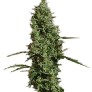 Сорт Atomical Haze fem (Paradise Seeds)