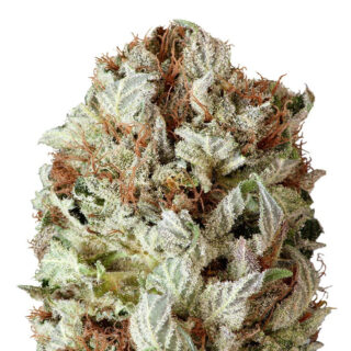 Сорт Extreme Impact Auto fem (Heavyweight Seeds) Сорт Extreme Impact Auto fem (Heavyweight Seeds)