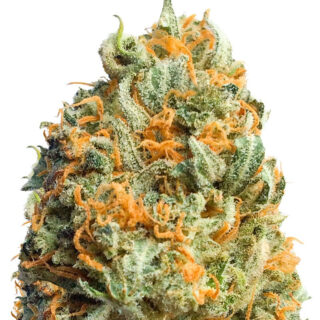 Сорт Fully Loaded Auto fem (Heavyweight Seeds)