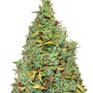 Сорт Auto Nefertiti fem (Pyramid Seeds) Сорт Auto Nefertiti fem (Pyramid Seeds)