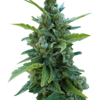 Сорт Automaria II fem (Paradise Seeds)