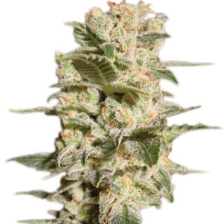 Сорт Belladonna fem (Paradise Seeds) Сорт Belladonna fem (Paradise Seeds)