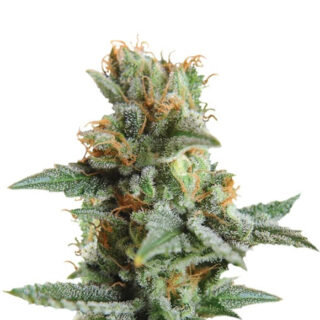 Сорт Blueberry Kush Automatic fem (Nirvana Seeds) Сорт Blueberry Kush Automatic fem (Nirvana Seeds)