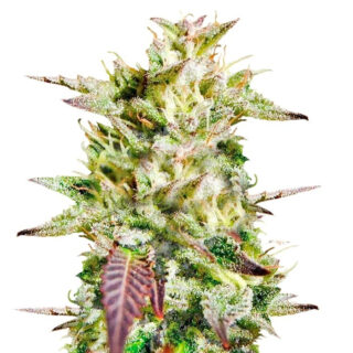 Сорт Cookies USA fem (Pyramid Seeds) Сорт Cookies USA fem (Pyramid Seeds)
