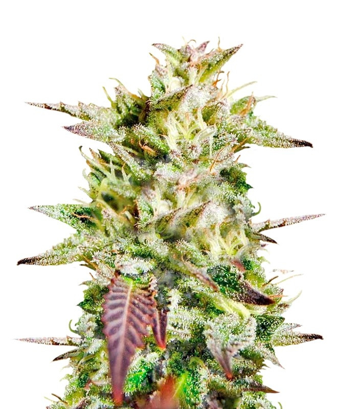 Сорт Cookies USA fem (Pyramid Seeds) Сорт Cookies USA fem (Pyramid Seeds)