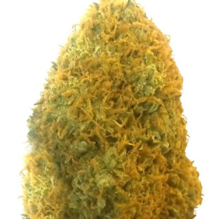 Сорт Champion fem (Heavyweight Seeds) Сорт Champion fem (Heavyweight Seeds)