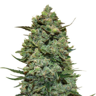 Сорт Cookies Kush fem (Barney's Farm)