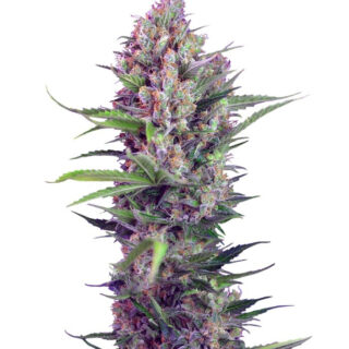 Сорт Cookies Kush fem (Barney's Farm)