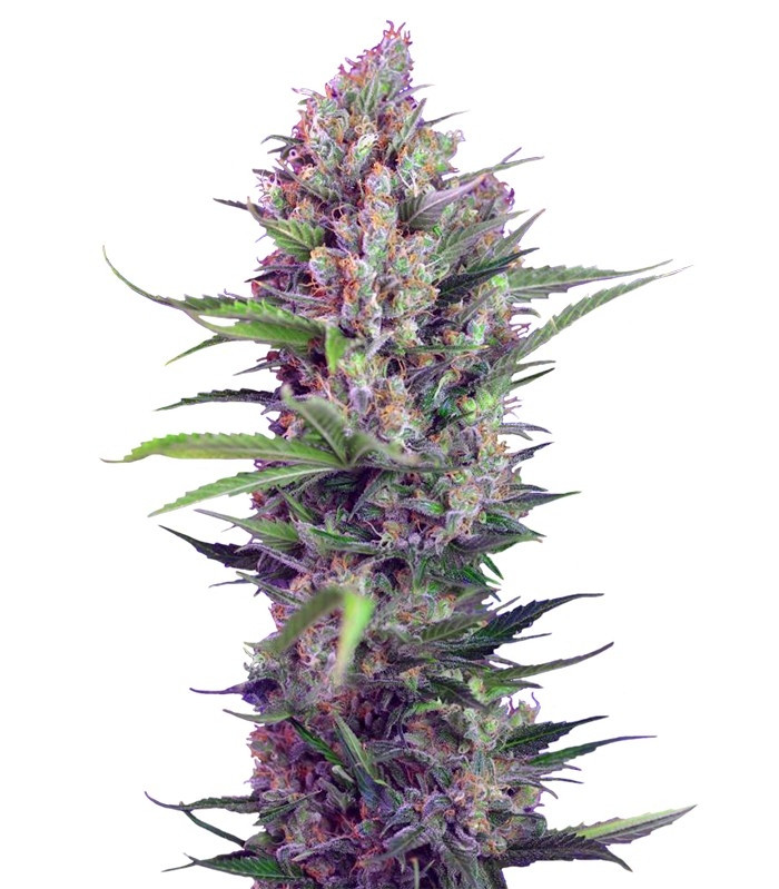 Сорт Cookies Kush fem (Barney's Farm) Сорт Cookies Kush fem (Barney's Farm)