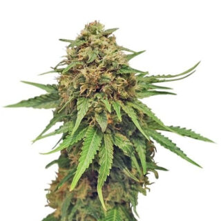 Сорт Critical fem (RQS)