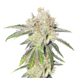 Сорт Cookies Kush fem (Barney's Farm) Сорт Cookies Kush fem (Barney's Farm)
