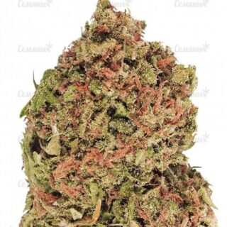 Сорт Rainbow Road fem (Paradise Seeds)