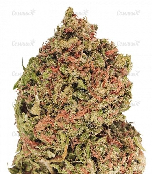 Сорт Rainbow Road fem (Paradise Seeds) Сорт Rainbow Road fem (Paradise Seeds)