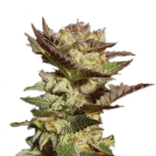 Сорт Dutch Dragon fem (Paradise Seeds) Сорт Dutch Dragon fem (Paradise Seeds)