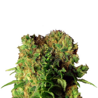 Сорт Dutch Dragon fem (Paradise Seeds) Сорт Dutch Dragon fem (Paradise Seeds)