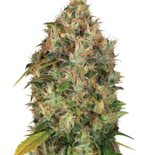 Сорт Dutch Dragon fem (Paradise Seeds) Сорт Dutch Dragon fem (Paradise Seeds)