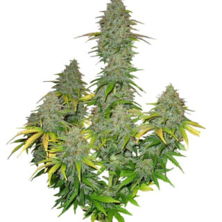 Сорт Dutch Dragon fem (Paradise Seeds) Сорт Dutch Dragon fem (Paradise Seeds)