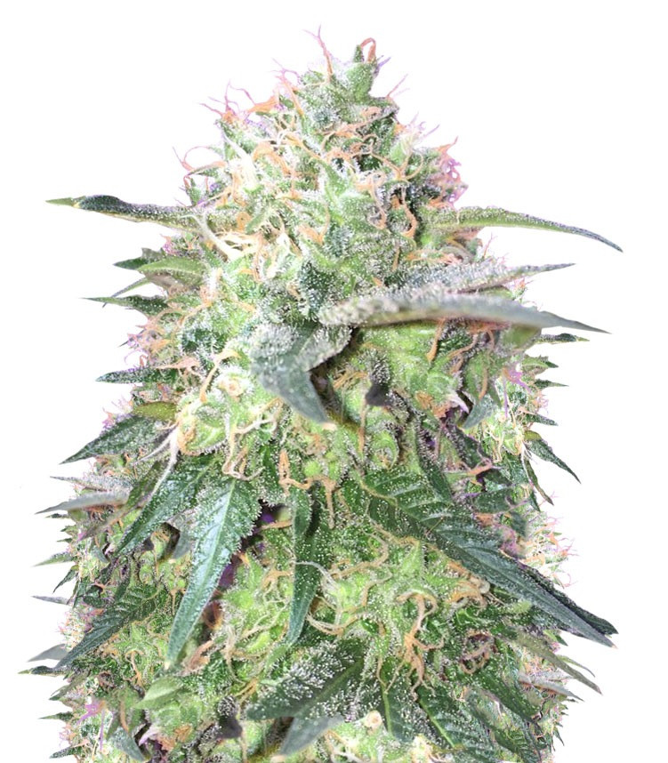 Сорт Dutch Dragon fem (Paradise Seeds) Сорт Dutch Dragon fem (Paradise Seeds)