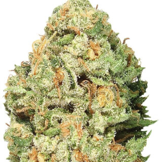 Сорт Fruit Punch fem (Heavyweight Seeds) Сорт Fruit Punch fem (Heavyweight Seeds)
