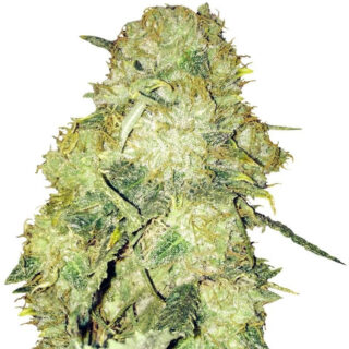 Сорт Goldmine fem (Heavyweight Seeds) Сорт Goldmine fem (Heavyweight Seeds)